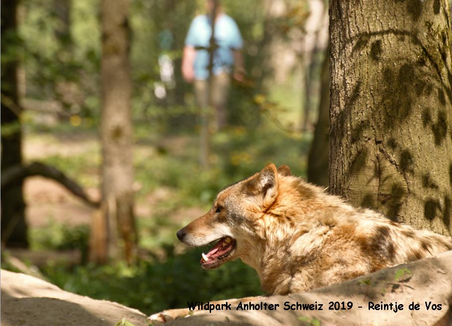 Een Wolf uit Natuurpark Anholter Schweiz uit 2019